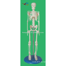 45CM hohes PVC-materielles pädagogisches Skeletonmodell, mini medizinisches Modell